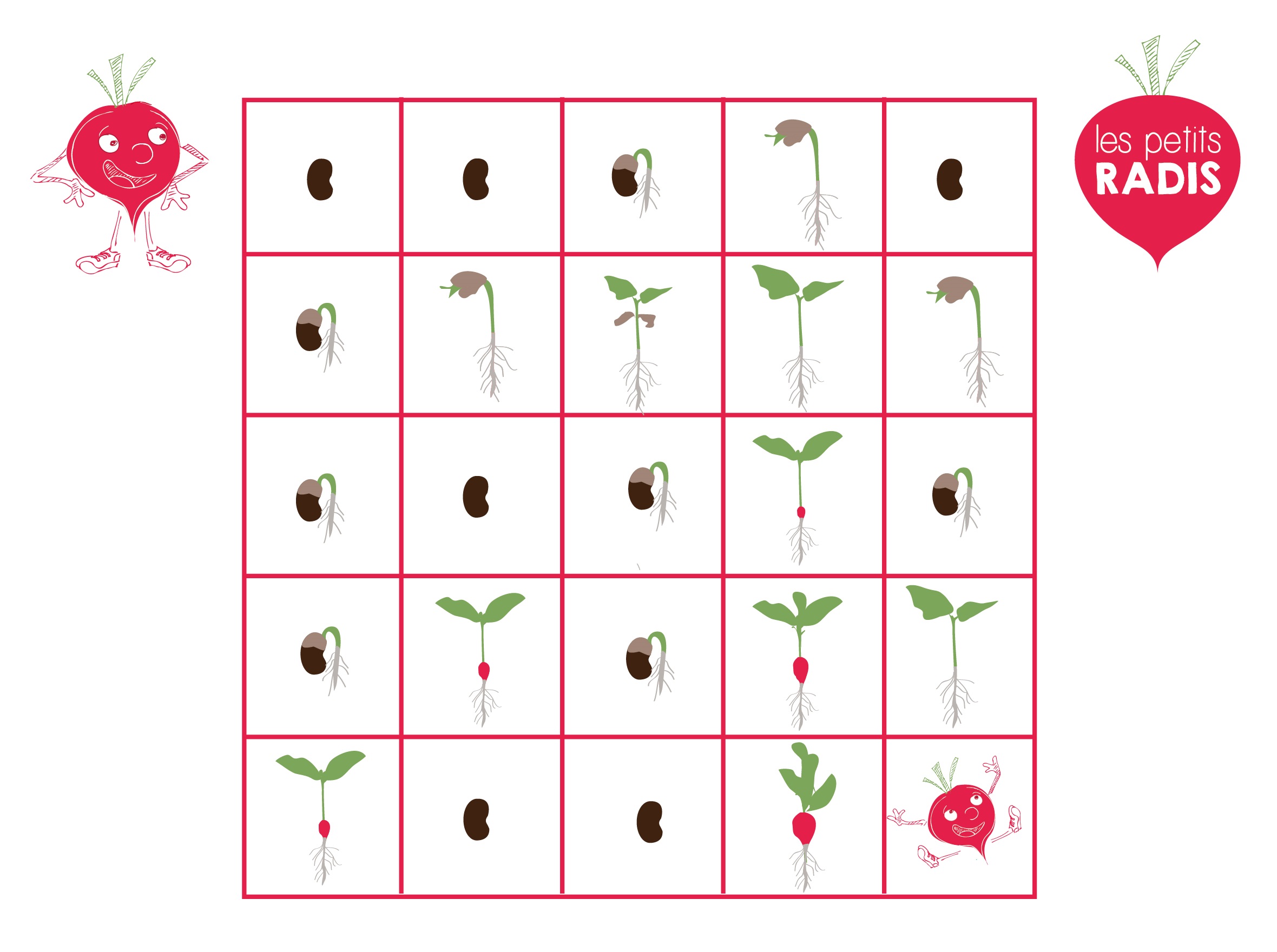 jeu-radis jeu etapes de croissance du radis